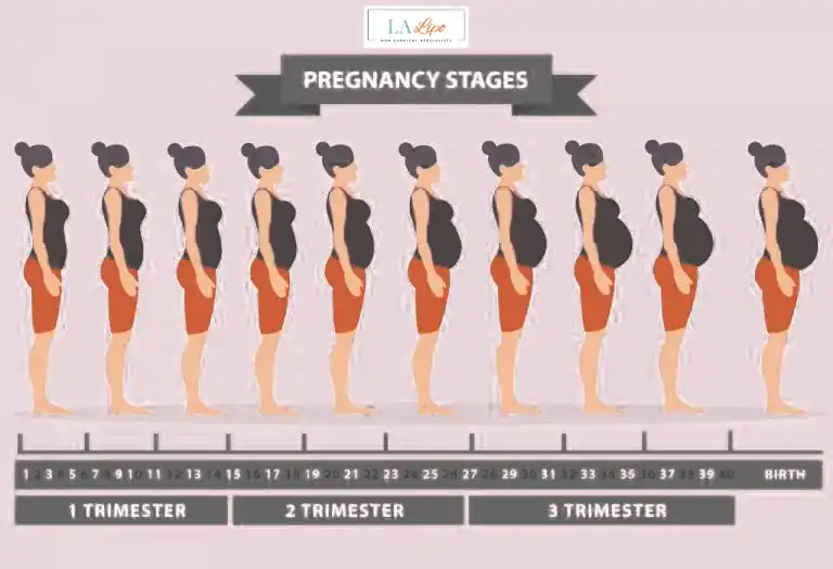 First Trimester (Weeks 1–12): Early Changes You Might Not Notice Fulham